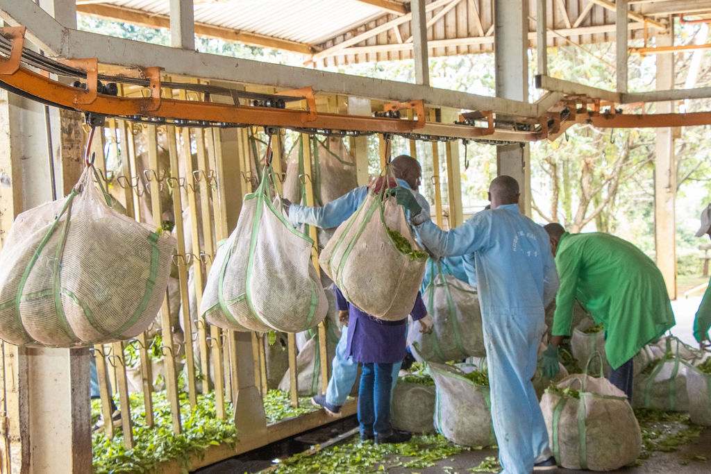 Inside the Kobel Tea Factory — photo 97