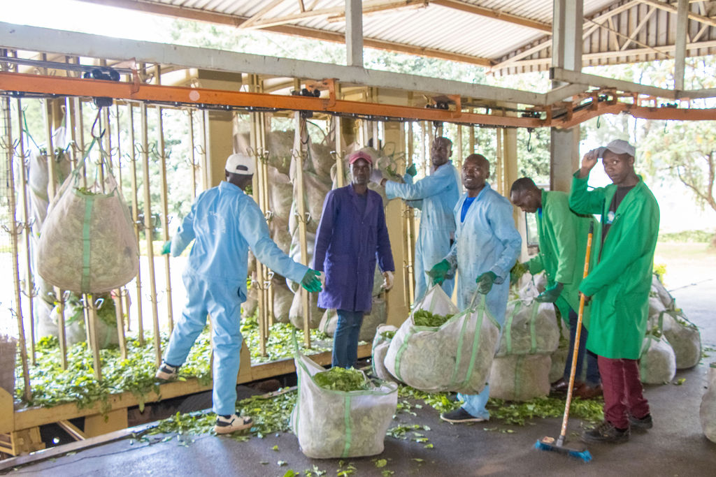 Inside the Kobel Tea Factory — photo 98