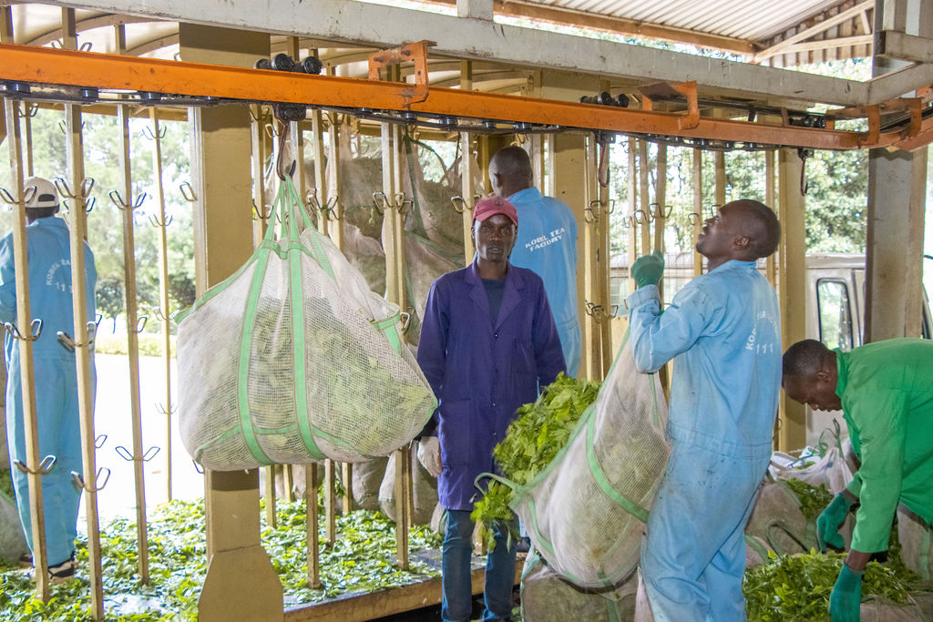 Inside the Kobel Tea Factory — photo 99