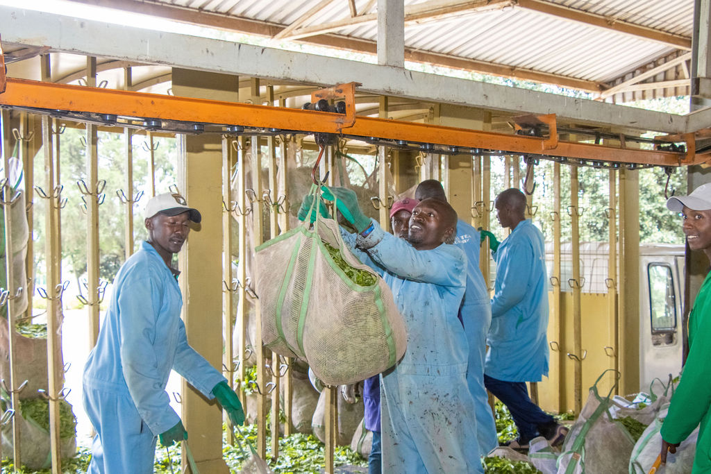 Inside the Kobel Tea Factory — photo 100