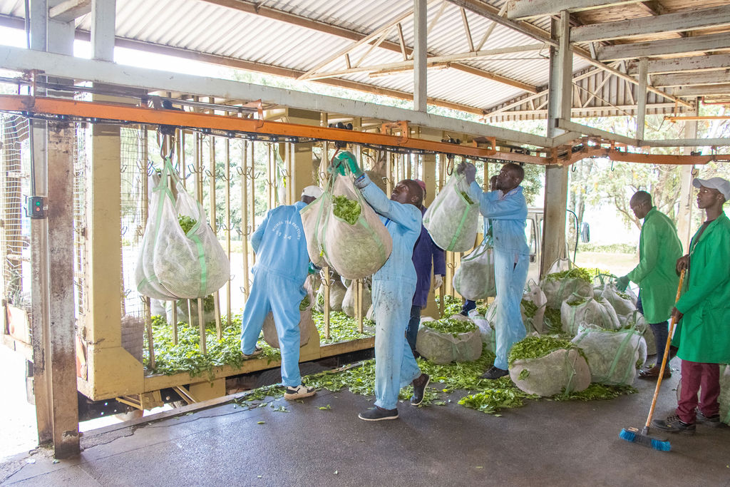 Inside the Kobel Tea Factory — photo 101