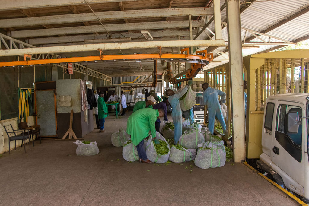 Inside the Kobel Tea Factory — photo 105