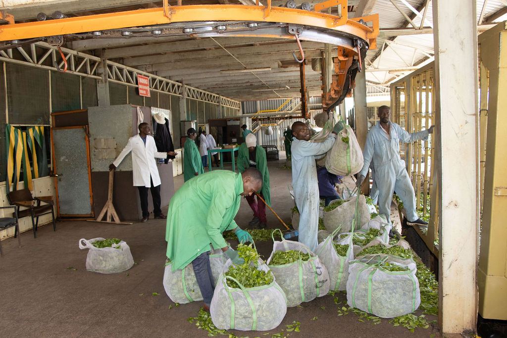 Inside the Kobel Tea Factory — photo 106