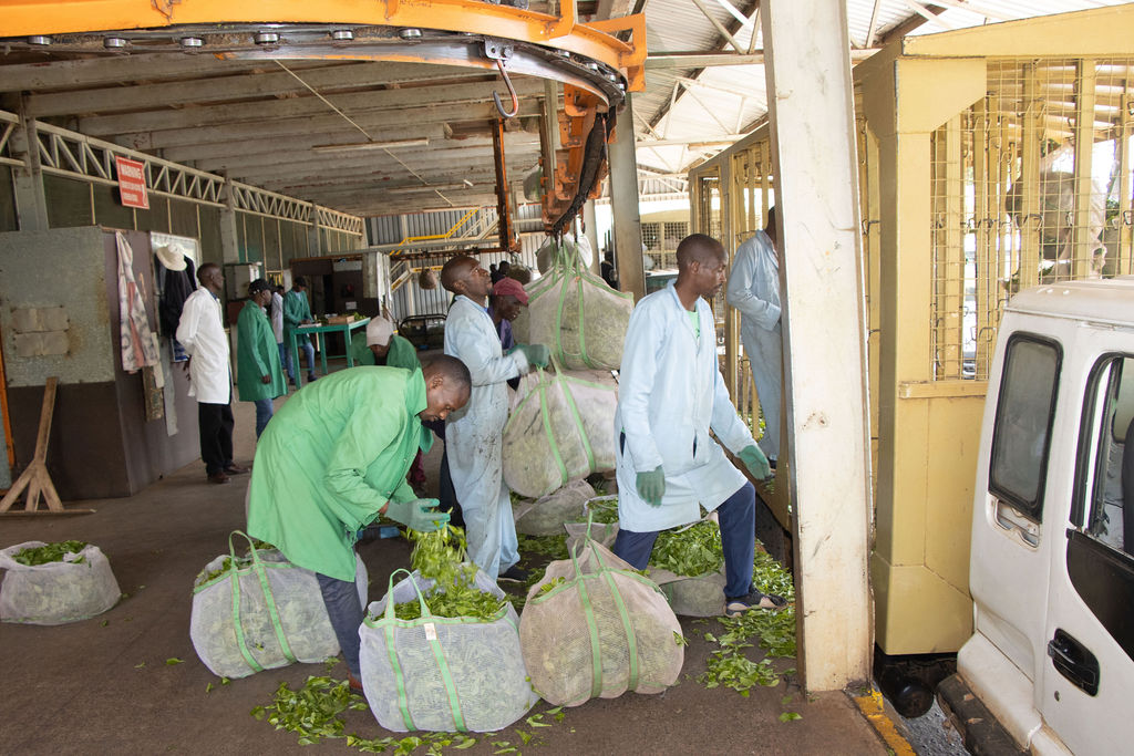 Inside the Kobel Tea Factory — photo 107