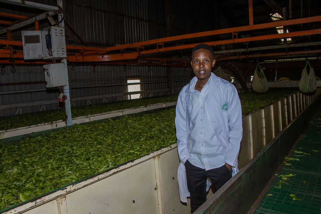 Inside the Kobel Tea Factory — photo 109