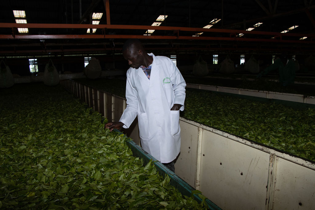 Inside the Kobel Tea Factory — photo 111