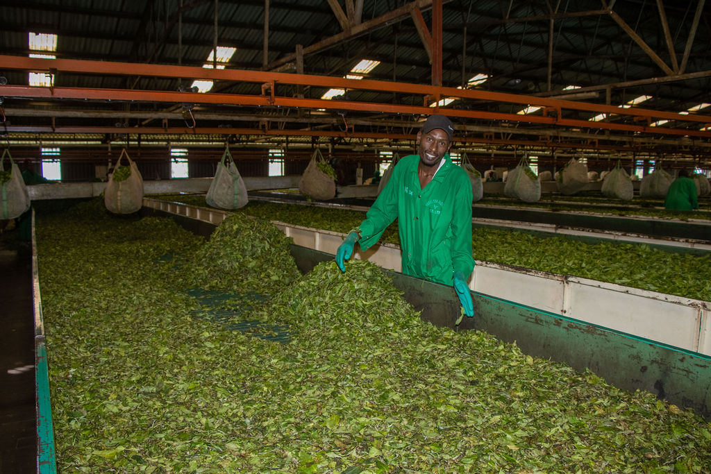 Inside the Kobel Tea Factory — photo 112