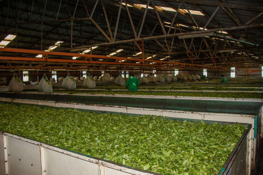 Inside the Kobel Tea Factory — photo 113