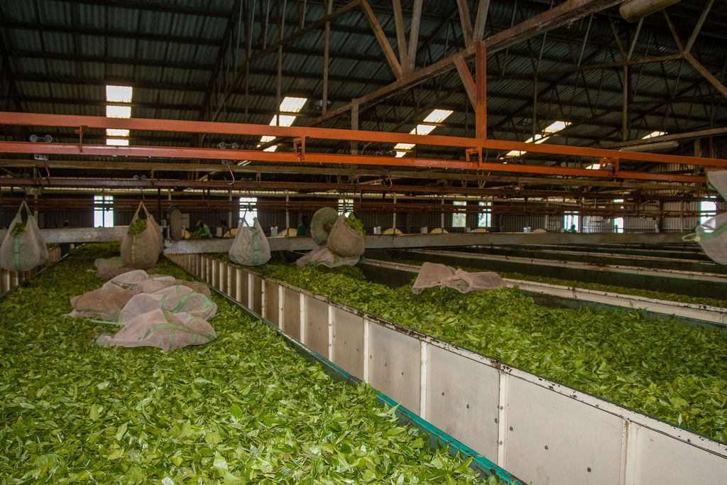 Inside the Kobel Tea Factory — photo 114