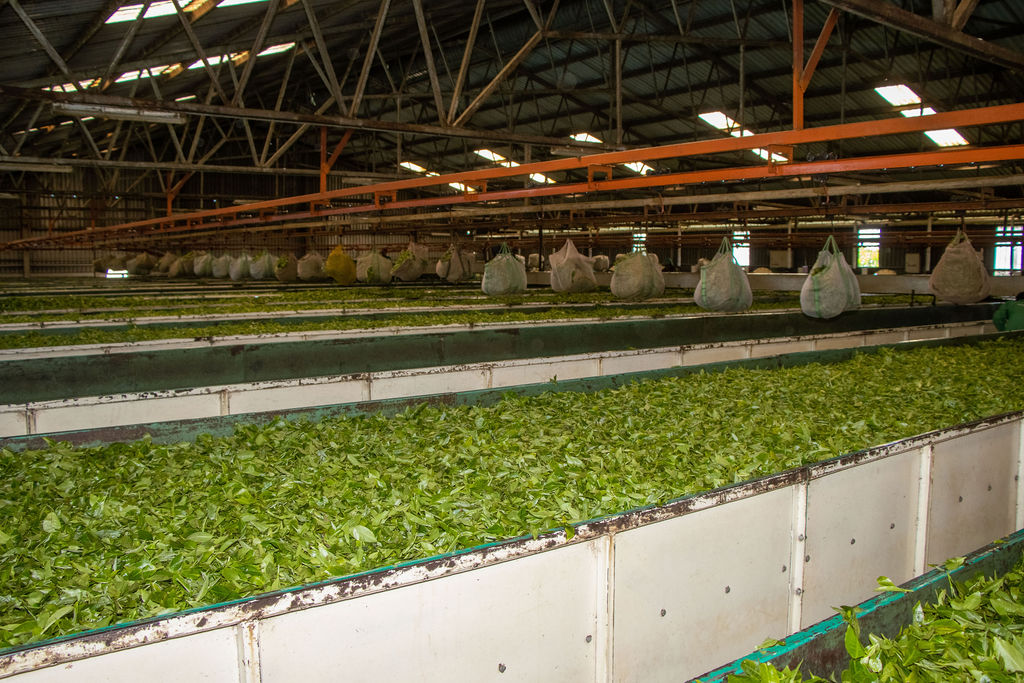 Inside the Kobel Tea Factory — photo 115