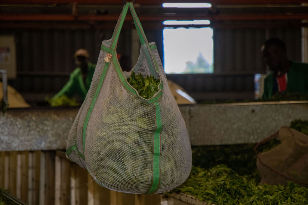 Inside the Kobel Tea Factory — photo 116