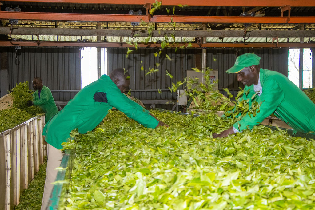 Inside the Kobel Tea Factory — photo 117