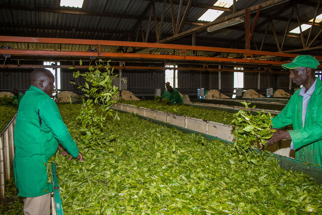 Inside the Kobel Tea Factory — photo 118