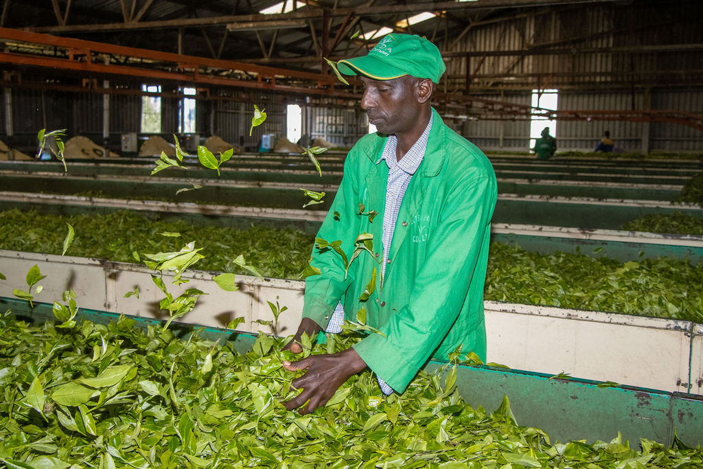 Inside the Kobel Tea Factory — photo 119