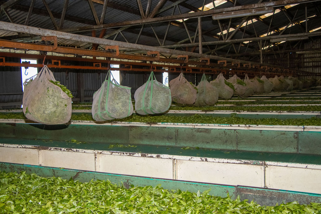Inside the Kobel Tea Factory — photo 120
