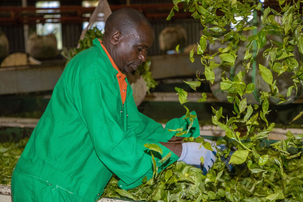 Inside the Kobel Tea Factory — photo 121