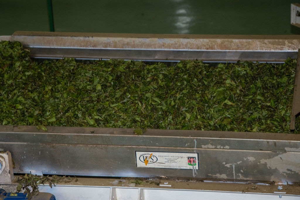 Inside the Kobel Tea Factory — photo 124