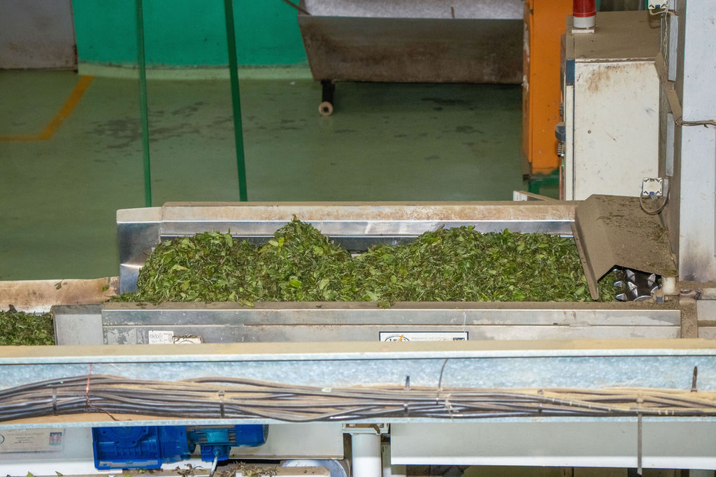 Inside the Kobel Tea Factory — photo 126