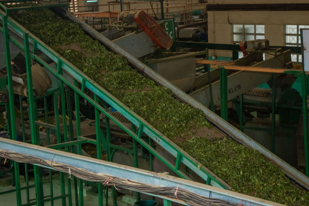 Inside the Kobel Tea Factory — photo 127