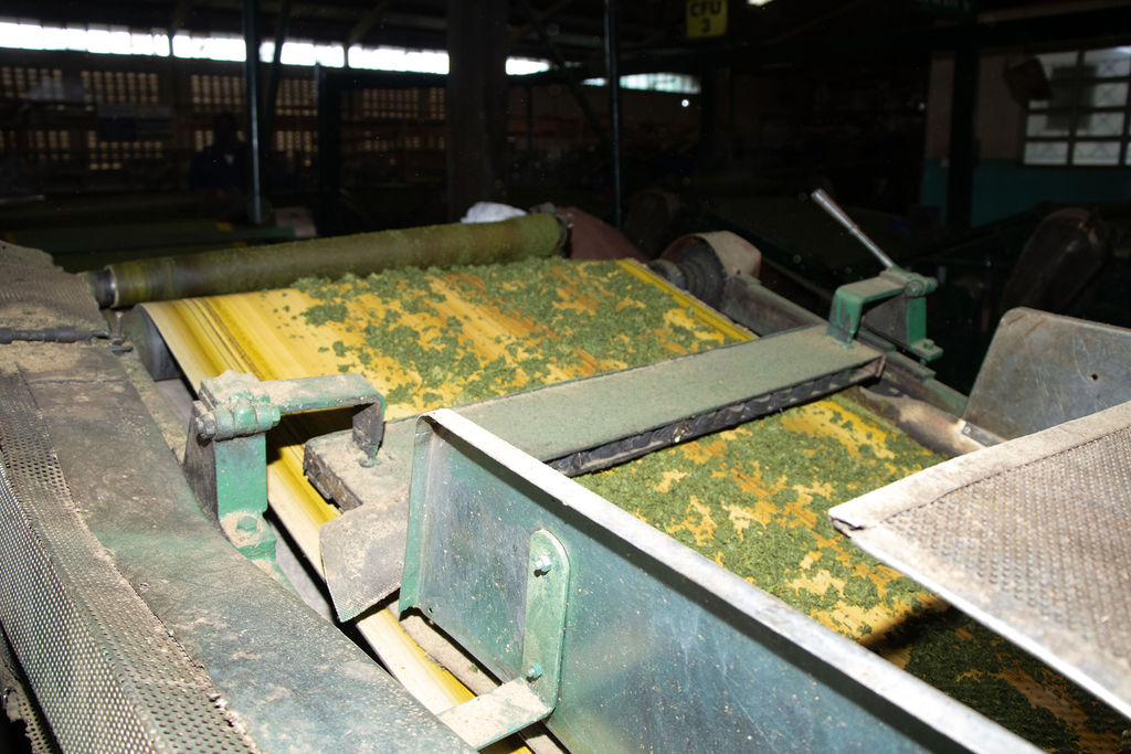 Inside the Kobel Tea Factory — photo 129