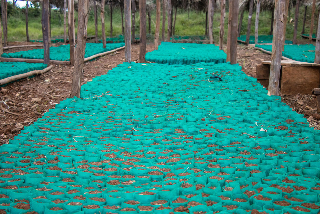 Inside the Kobel Tea Factory — photo 151